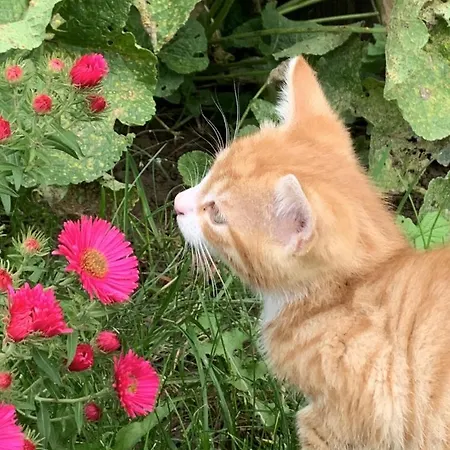 Neu! Ostseebeere Appartamento Gormin