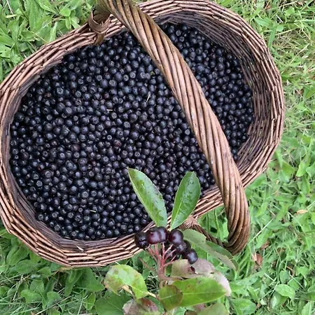 Neu! Ostseebeere Gormin