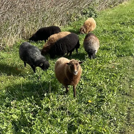 Neu! Ostseebeere Apartment Gormin